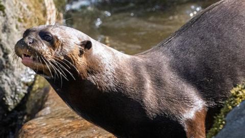 A giant otter with brown fur stands on the edge of a mini waterfall with its mouth slightly open, showing its teeth. A rock next to it has green moss on it.