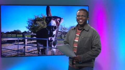 De-graft in the studio with a donkey in the screen