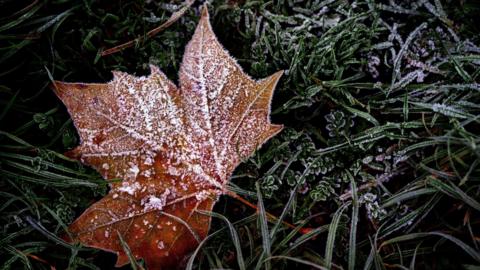 A brown coloured leaf covered with frost lying on green grass that is also frosty.