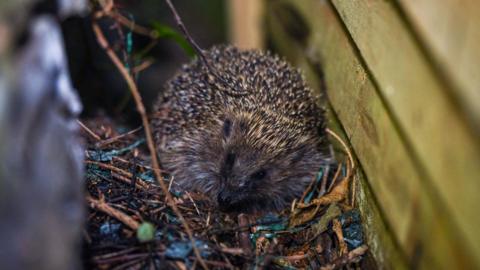 Hedgehog