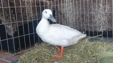 A white duck with orange feet in a cage. She is standing on straw.