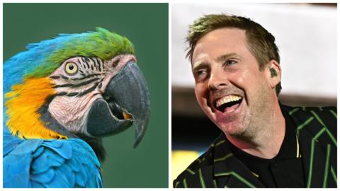 A collage with a brightly coloured parrot seen in profile, with mostly blue feathers and a black beak, then on the right side is Ricky Wilson facing the parrot and laughing, wearing a black jacket with green pinstripes.