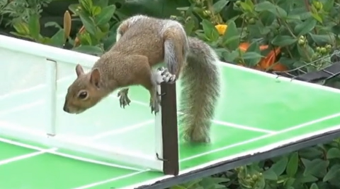 Squirrel on net