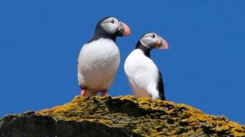 Two puffins are standing on a rock both looking to the right, with unbroken blue skies. The puffin on the left is plastic, while the puffin on the right is real. The two look remarkably alike.
