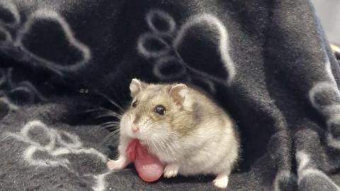 A grey hamster with a flap of pink skin drooping from his cheek