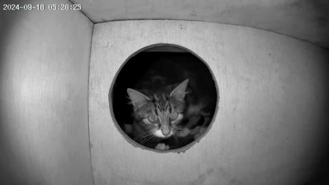 Camera footage of the inside of an owl box. There is a circular hole in the box and a cat is entering the hole.