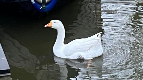 Gary the goose in the water next to a quay and a boat. The goose is white with an orange beak.