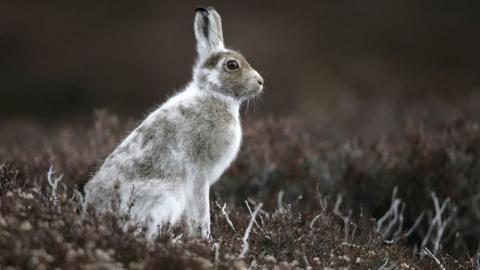 Mountain hare