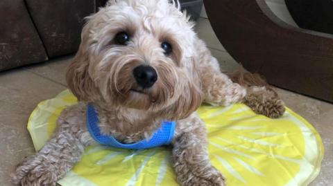 The dog has white and brown fur, green eyes and hair over its snout which looks like a moustache it is on a yellow mat.