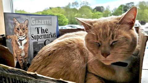 A ginger cat lying in a cardboard box next to a book. The book cover features an illustration of the cat with a blue collar standing in front of a newspaper with the headline "The Supermarket Cat".
