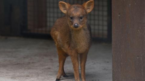 The newborn pudu