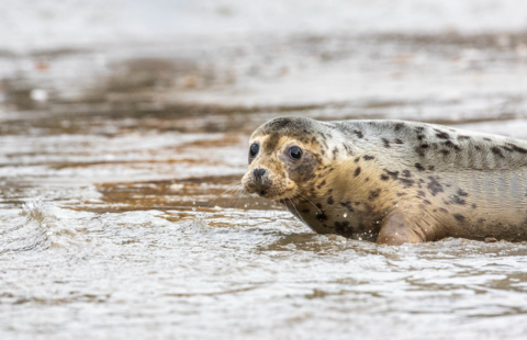 Seal on the beach 