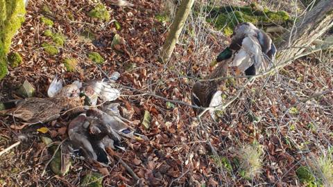 Dead ducks sitting on leaves on the ground
