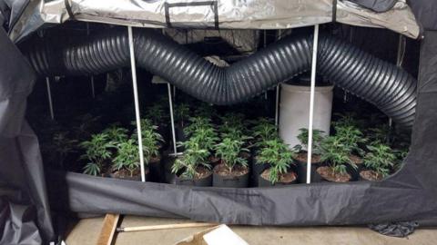 More than a dozen cannabis plants lined up with a number of large black tubes in a room. 