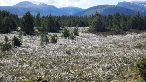 Bog cotton in the Cairngorms