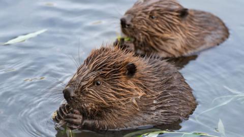 Two young beavers are partially submerged in water. They are both gnawing on leaves.