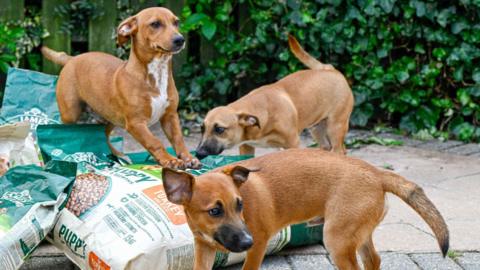 Three small brown dogs playing on sacks full of dog food