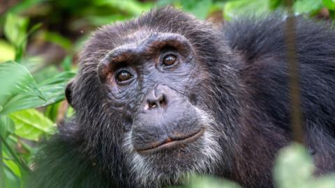 A close up image of a chimpanzee sitting amongst green leaves and bushes.