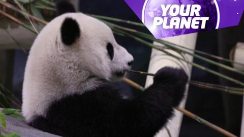 A panda and the Your Planet logo