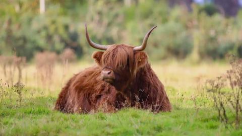 highland cow