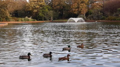 Mallard ducks on the boating lake pond at Roker Park in October 2024