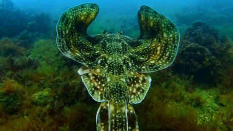 A large brown and green spotted ray swims away from the camera. The ray has its wings up and is swimming over the seabed which is covered in green kelp and seaweed.