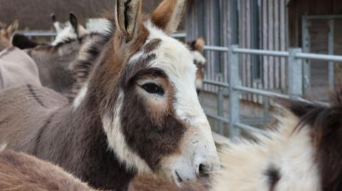 Donkey pictured surrounded by other donkeys. It has a brown body with a nose and brown face. 