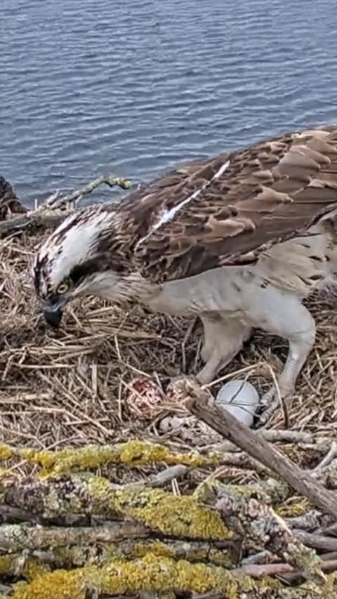 Osprey standing over eggs in nest