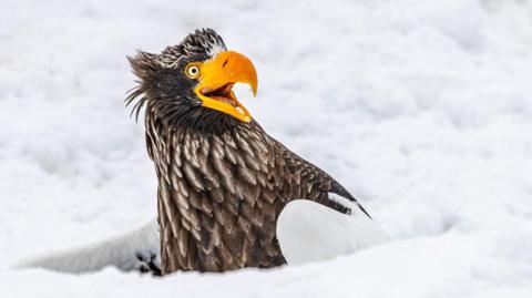 white tailed sea eagle pops up out of the snow