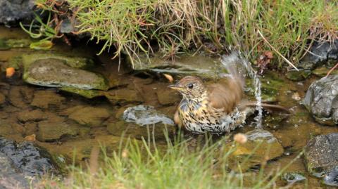 A yellow and brown thrush sits in a small pool of water surrounded by pebbles and grass. The bird is moving and a splash of water is visible.