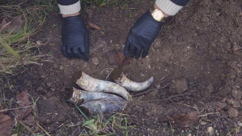 A pair of hands, with gloves worn, burying four cow horns into the ground.