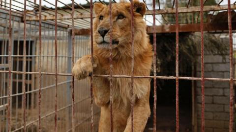 An abandoned lion is seen in a cage at Muntazah al-Nour zoo in Mosul as the international animal welfare charity 'Four Paws' tries to evacuate the animals left at the zoo to Arbil on 28 March 2017.