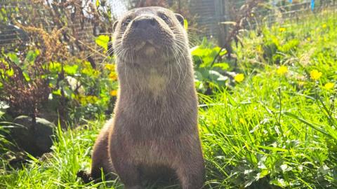 Dobhran the otter looking at the camera