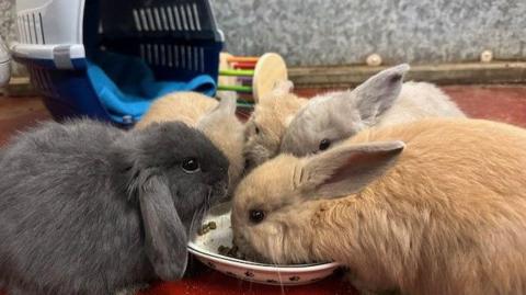 Five baby rabbits around a bowl, with a blue and grey pet carrier in the background. Three of the bunnies are ginger, the one on the left is dark grey and  a light grey one on the right.