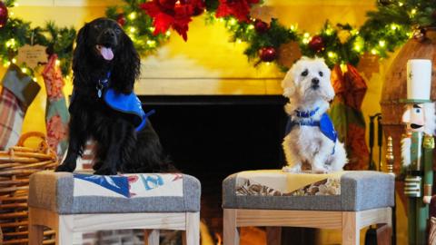 A black dog and a white dog sitting on footstalls