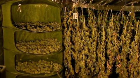 Cannabis being grown in the West Midlands