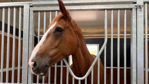 A horse looking out from a stable stall with metal bars and wooden panels.