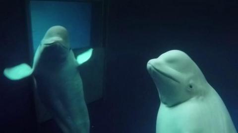 Beluga whales in captivity