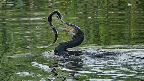 Bird eating eel