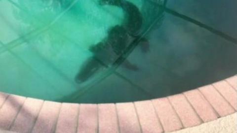 Alligator in swimming pool