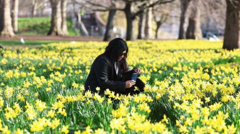 A woman photographs daffodils on a sunny day in St James' park in London