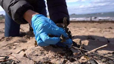 A blue-gloved hand picking up litter on a sandy beach, with the sea in the distance