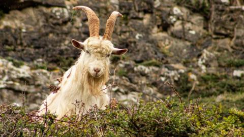 A Kashmiri goat on the Great Orme