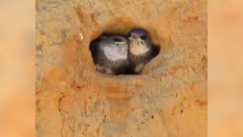 The sand martin chicks at Bacton