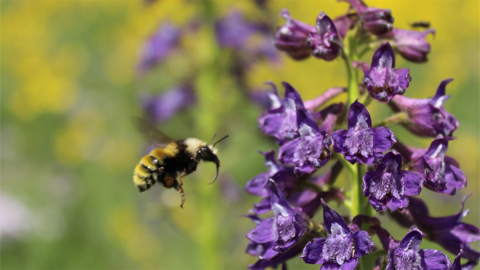 A bee visits a purple flower