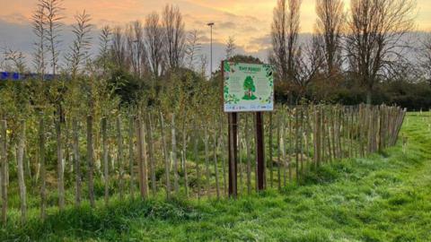 A field of freshly planted small trees in a green field at dusk.