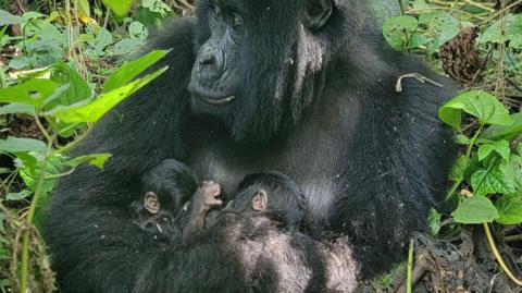 A gorilla holding two newborn mountain gorilla twins