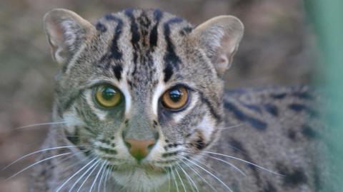 Female fishing cat Freya