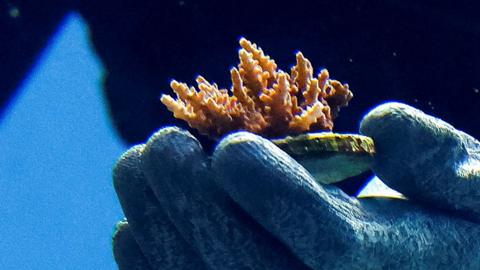 A hand holding a piece of endangered coral reef