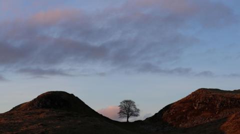 An image of the Sycamore Gap tree before it was felled